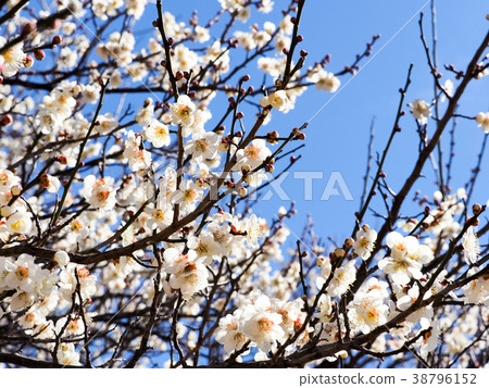 白梅 白梅 38796152