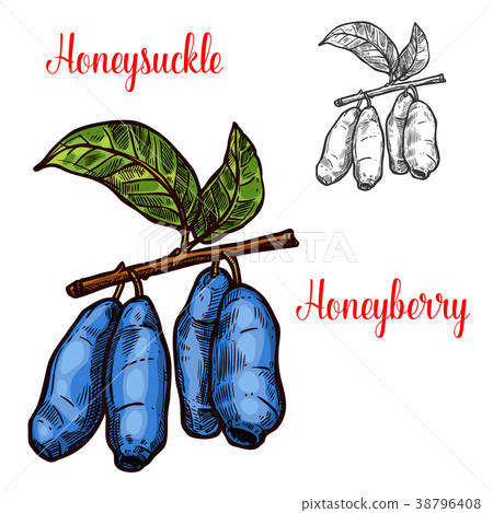 Honeysuckle vector sketch berry icon 38796408