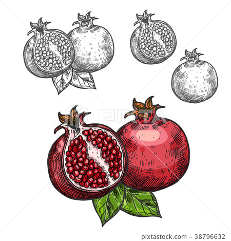 Pomegranate vector sketch fruit cut section icon Pomegranate vector sketch fruit cut section icon 38796632
