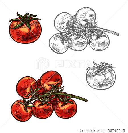 Cherry tomatoes vector sketch vegetable icon Cherry tomatoes vector sketch vegetable icon 38796645