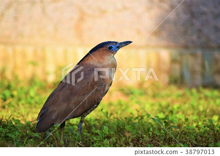 黑冠麻鷺 38797013