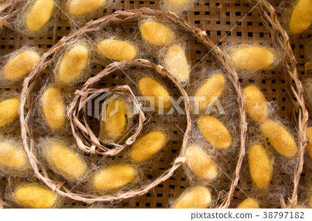 Closed up of group yellow cocoon of silk worm 38797182