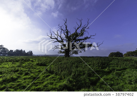 Lonely tree 38797402
