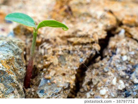 Young seeding sprout up rocky mountain soil Young seeding sprout up rocky mountain soil 38797752