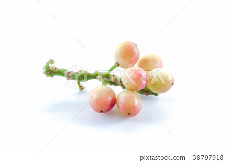 phyllanthus isolated on white background. 38797918