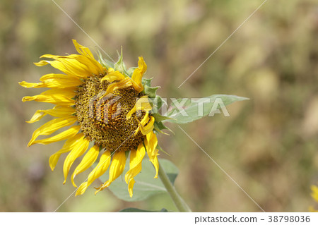 Withered sunflower blossom hanging dead organic Withered sunflower blossom hanging dead organic 38798036