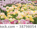 花園 38798054