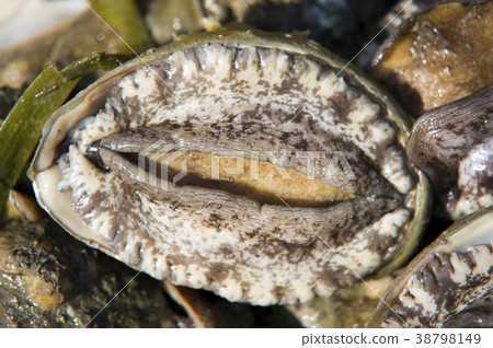 Abalone, Wando County, Jeonnam Abalone, Wando County, Jeonnam 38798149