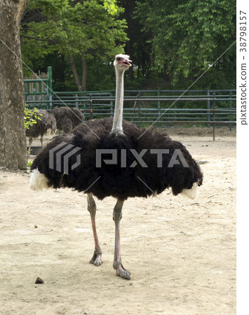 鴕鳥,首爾國立大學公園,果川市,京畿道 鴕鳥,首爾國立大學公園,果川市,京畿道 38798157