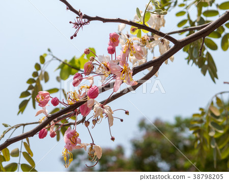 Purple, pink, red, flowers in the garden 38798205