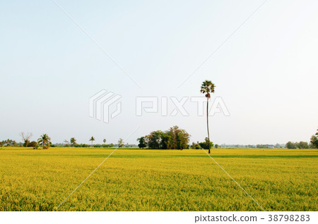 Tropical green rice field in Koh Tepo, Uthaithani Tropical green rice field in Koh Tepo, Uthaithani 38798283