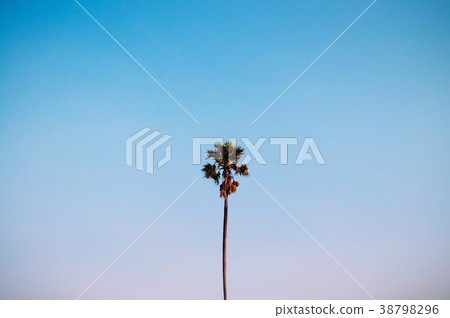Tall sugar palm tree rise into beautiful clear sky 38798296
