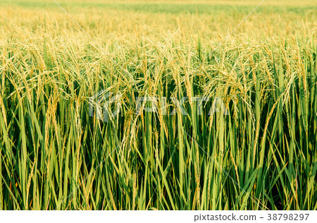 Tropical Green rice field in Uthaithani, Thailand Tropical Green rice field in Uthaithani, Thailand 38798297