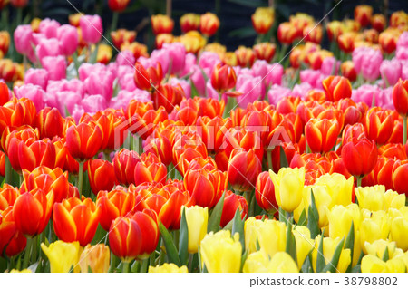 Colorful tulip in the garden. 38798802