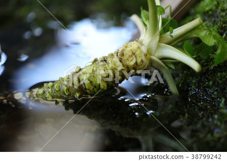 wasabi  38799242
