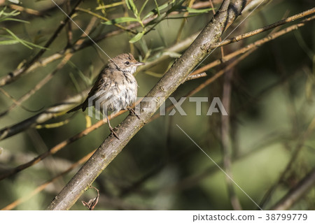 Common whitethroat (Sylvia communis) 38799779