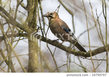 Eurasian Jay (Garrulus glandarius) 38799797