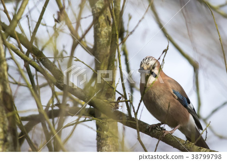 Eurasian Jay (Garrulus glandarius) 38799798