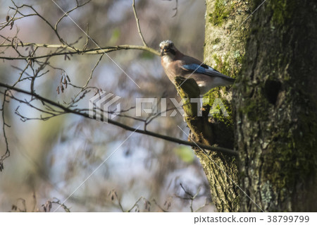 Eurasian Jay (Garrulus glandarius) 38799799