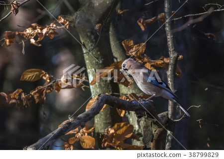Eurasian Jay (Garrulus glandarius) 38799829