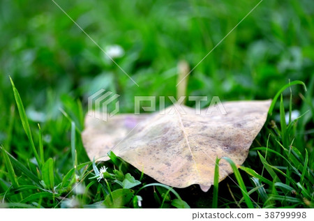 Yellow leave fall on the grass. 38799998