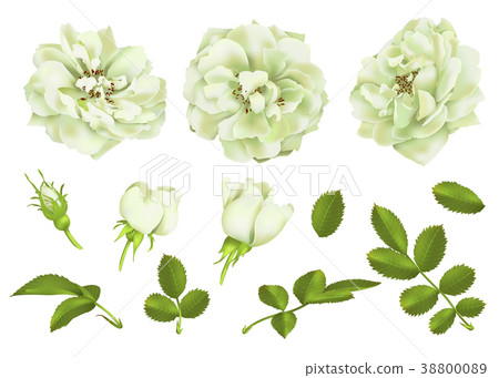 Realistic vector white rose set. 3d roses Realistic vector white rose set. 3d roses 38800089