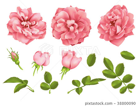 Realistic vector pink rose set. 3d roses 38800090