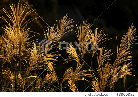 Miscanthus Miscanthus 38800852