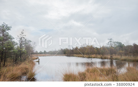 Beautiful moor landscape in the lueneburger heide Beautiful moor landscape in the lueneburger heide 38800924
