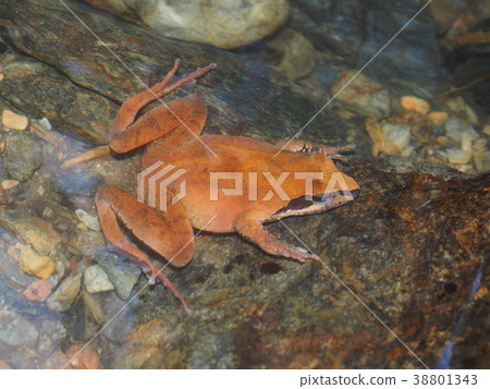 Tagoel Tagoel 38801343