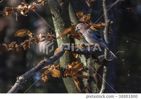 An eurasian jay on a branch 38801800