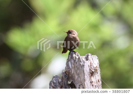 Misazaai Misazaai 38801807