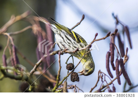 An eurasian siskin is sitting on a branch 38801928