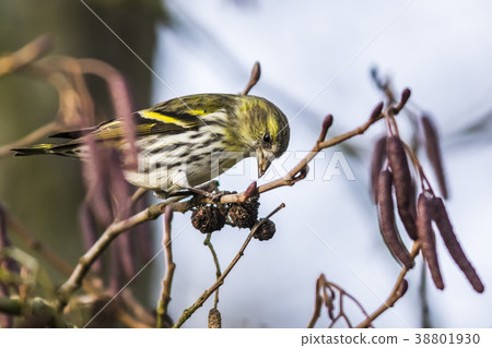 An eurasian siskin is sitting on a branch 38801930
