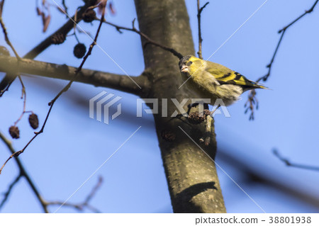 An eurasian siskin is sitting on a branch 38801938