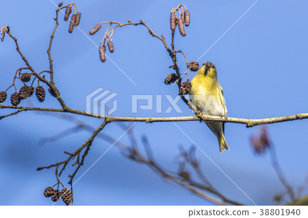 An eurasian siskin is sitting on a branch 38801940