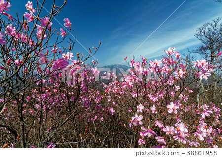 日光市，栗山Tsukushiyama紅棕櫚Otsutsuji和Memineyama 38801958