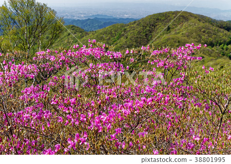 Sano City, Mt. 38801995