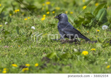 A Jackdaw is searching for fodder 38802034