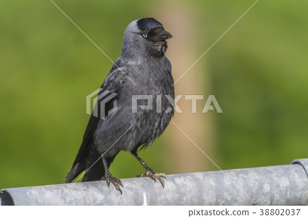 A Jackdaw is searching for fodder A Jackdaw is searching for fodder 38802037