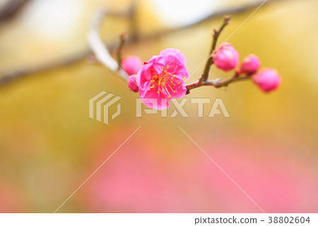Pink Ume Flower 38802604