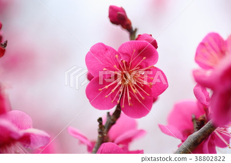 粉紅梅梅花 38802822