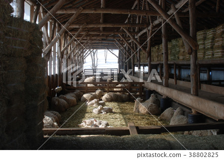 綿羊,牧場 綿羊,牧場 38802825