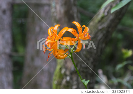 Wildflower, Mt. Hambae, Gangwon-do 38802874