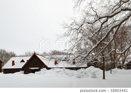 Sapporo agricultural school second farm cow husbandry of the snow scene 38803481