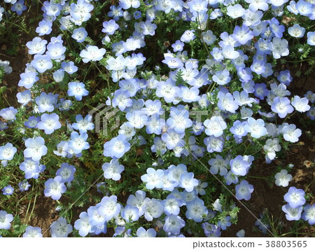 bloom, blossom, blossoms 38803565