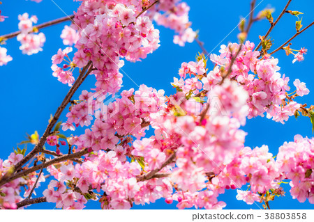 Kawazu cherry blossoms in full bloom 38803858
