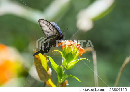 Wildflower, Yeongwol-gun, Gangwon-do 38804113
