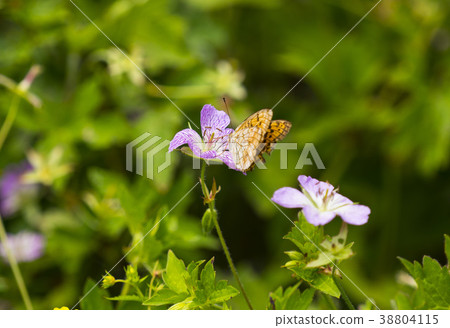 Wildflower, Yeongwol-gun, Gangwon-do 38804115