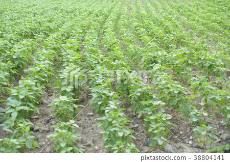 Soybean, Yeongwol-gun, Gangwon-do 38804141